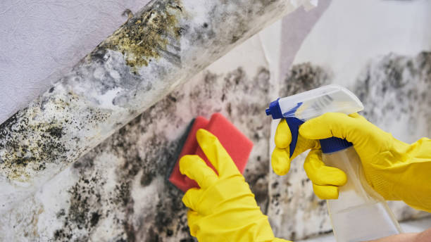 Why You Should Choose Our Mold Remediation Services in Nicholson, MS